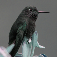 Black Metaltail (Metallura phoebe)